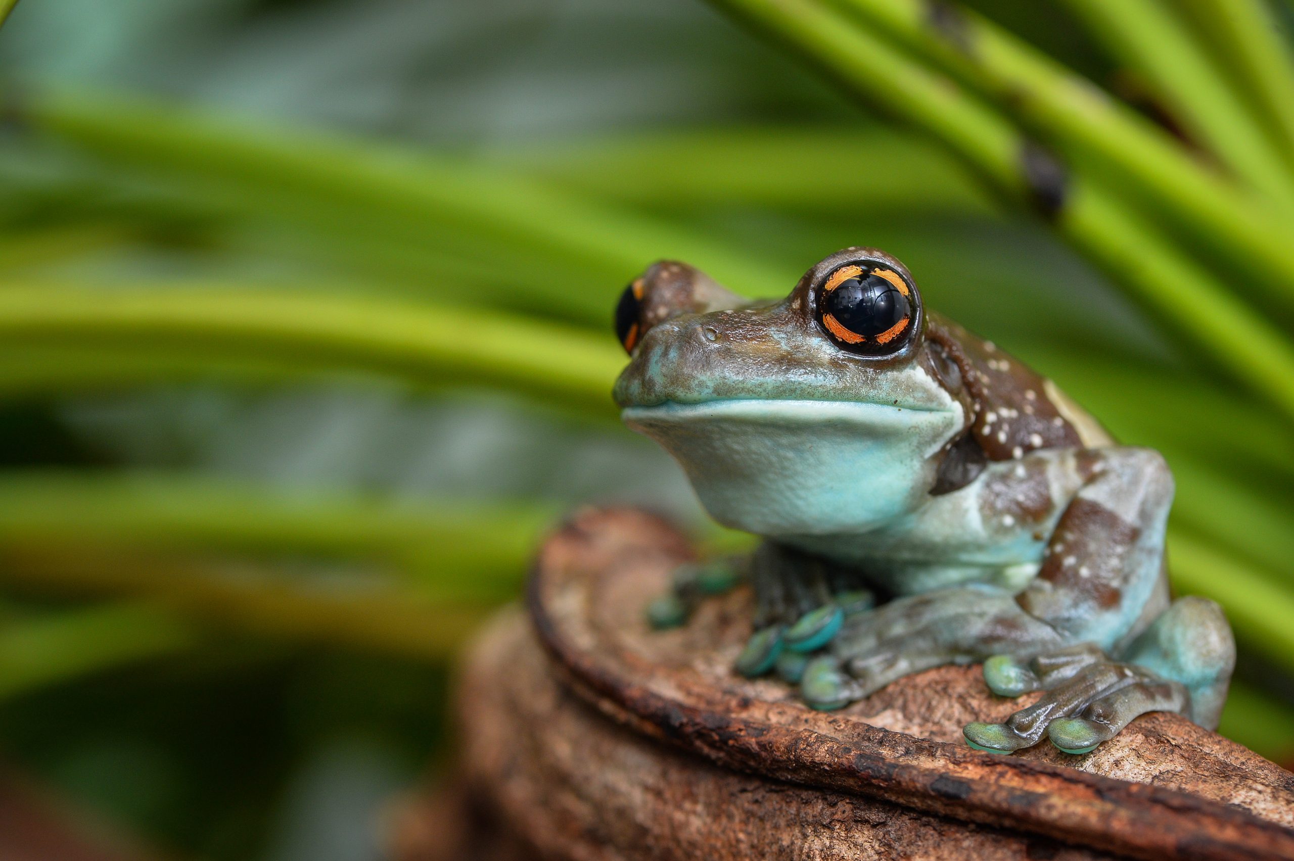 amazon-milk-frog-chester-zoo-customer-story-shiresystem-elecosoft