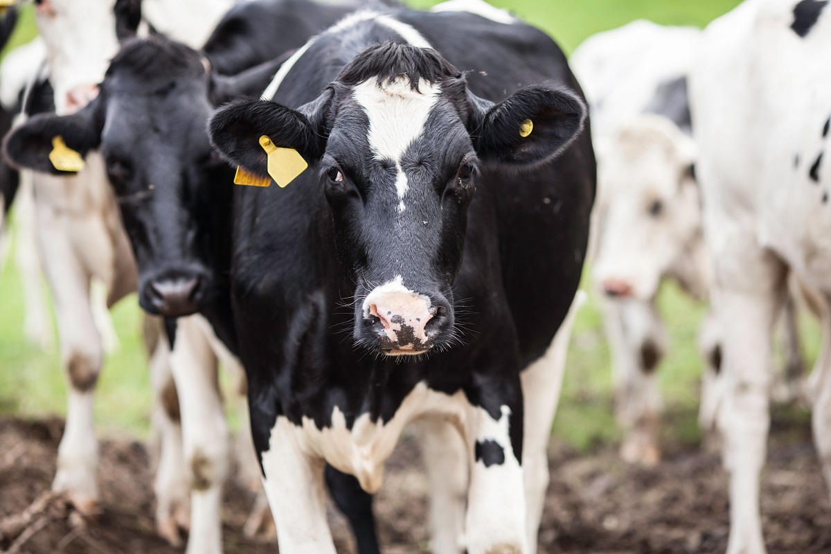 Cows