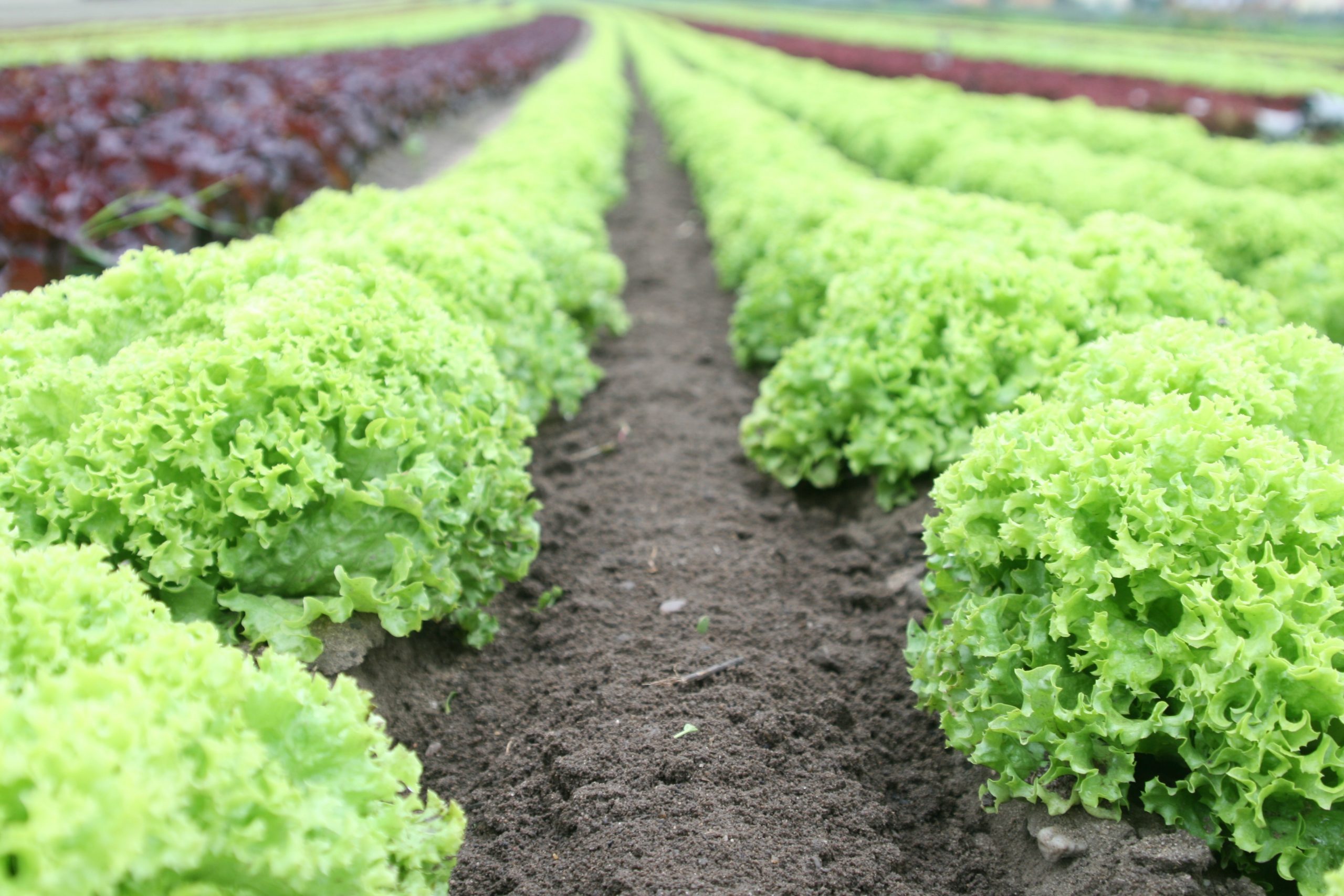 ShireSystem puts Cambs Farms Growers top of the crops